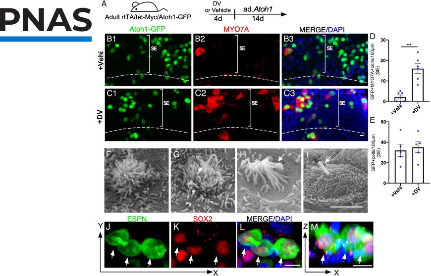 Lire la suite à propos de l’article Régénérer les cellules ciliées des mammifères : du mythe à la réalité